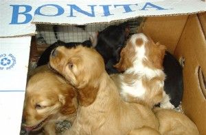 Trentasei cuccioli stipati in una Cliodenunciato, animali affidati al canile