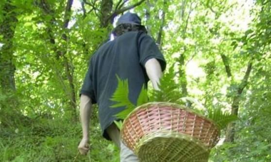  Funghi, la deregulation della Regione, raccolta più libera