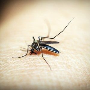Contro la malaria la sfida arriva dai nuovi insetticidi