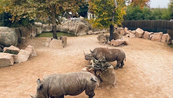 Addio a Ian, rinoceronte del bioparco Zoom simbolo della lotta ai bracconieri