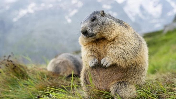Sua maestà la marmotta: la testimone dei ghiacci è in affanno