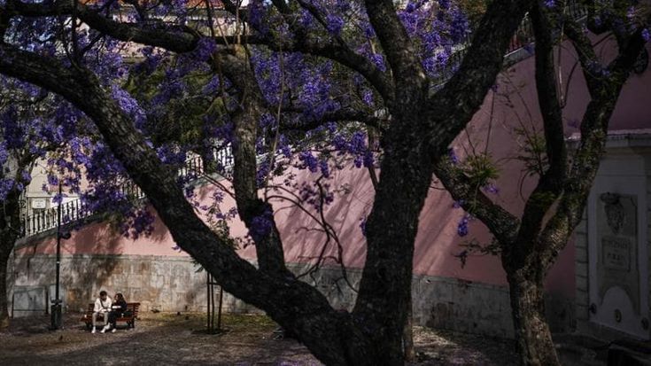 Lisbona. La primavera color jacaranda