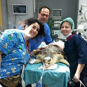 Storia di Ettore, la tartaruga che riacquistò la vista