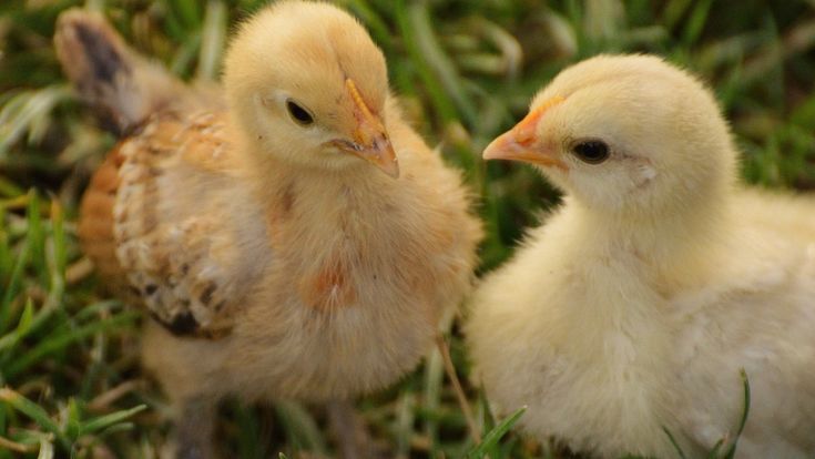 Dai pulcini ai capretti: la battaglia dei veterinari per salvare i maschi