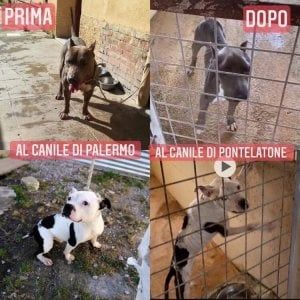 Palermo, ipotesi maltrattamenti sui cani: il Comune blocca i trasferimenti degli animali 