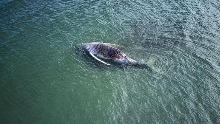 Il salvataggio impossibile della balena Timmy, ritrovata morta