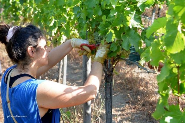 "Il vino che verrà": è iniziata la vendemmia 2017. Raccolta anticipata in alcune province della Campania