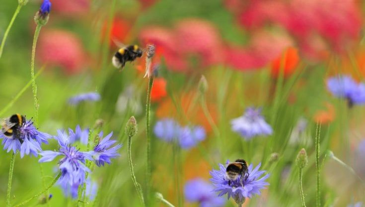 Biodiversità: ecco come tutelarla con la biodinamica 