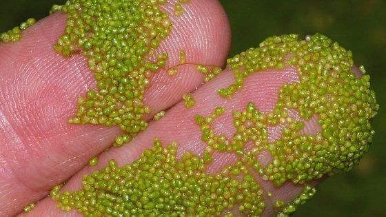 I segreti della lenticchia acquatica, alleato per una dieta sana