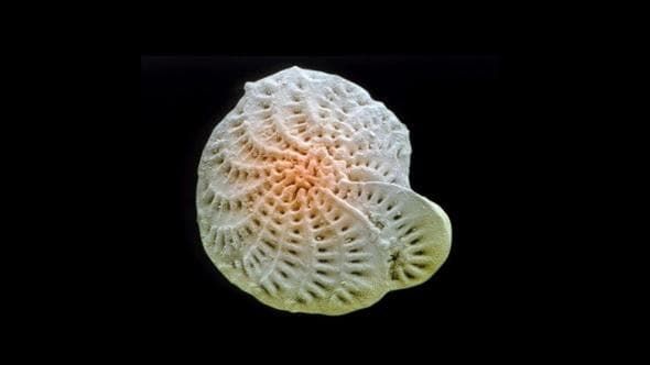 Perché queste conchiglie fossili invertono la loro spirale ogni pochi millenni?