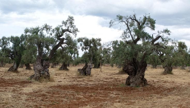 La Xylella è arrivata anche in Calabria, lotta contro il tempo per evitare la strage degli ulivi