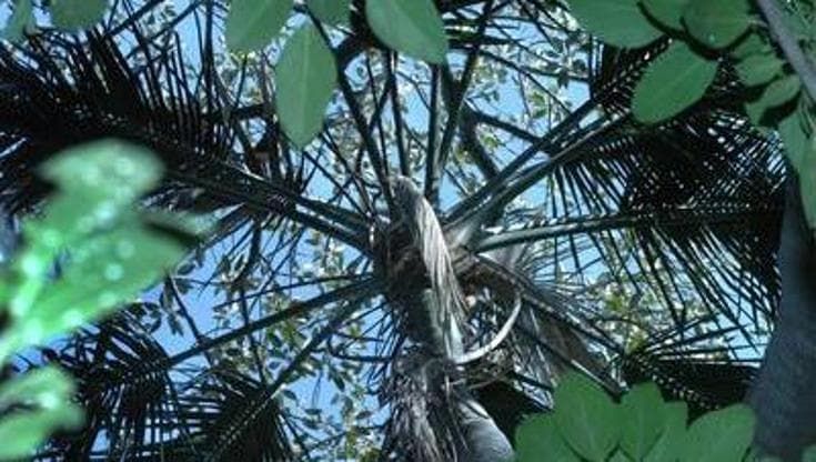 Palermo, verde sbiadito. Il Wwf: persi fondi per un milione di alberi