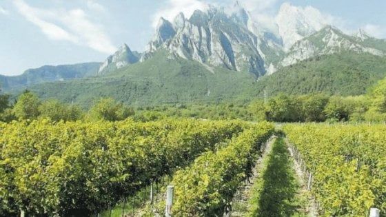 Tra le vigne eroiche (e artigiane) della Val Camonica
