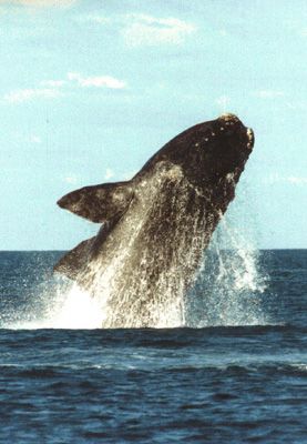 Brasile, torna la  balena 'franca'