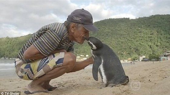 Dindim, il pinguino che ogni anno torna a trovare l'uomo che lo ha salvato