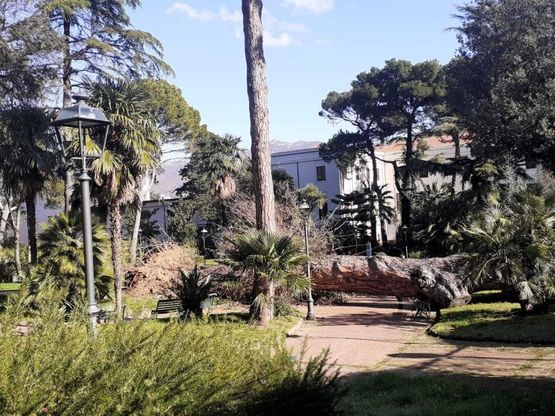 Maltempo, cade albero a Cava de Tirreni: muore passante