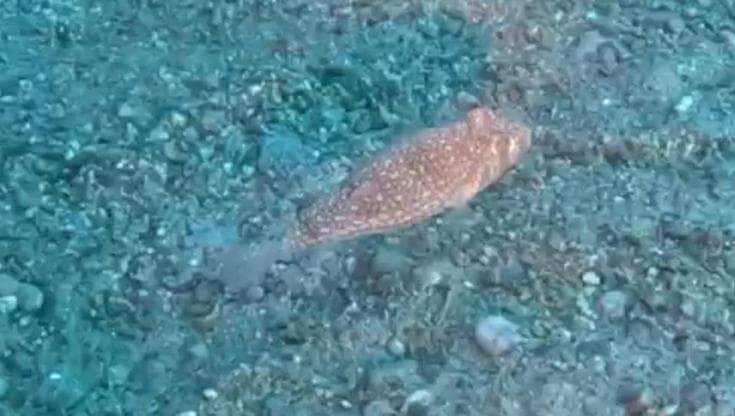 Un nuovo pesce palla alieno nel Mar Ionio: arriva dall'Indo-Pacifico
