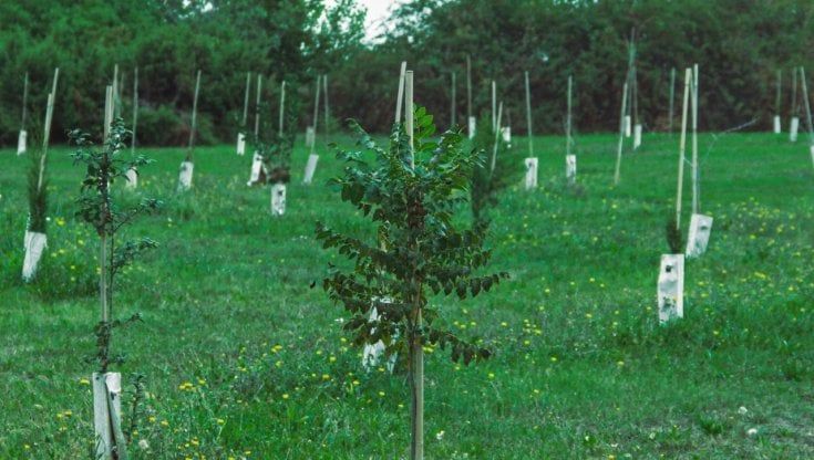 Laumas entra nel Consorzio forestale KilometroVerdeParma