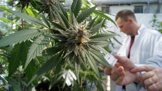 Il Piemonte avvia uno studio clinico sull'efficacia e la sicurezza della cannabis terapeutica