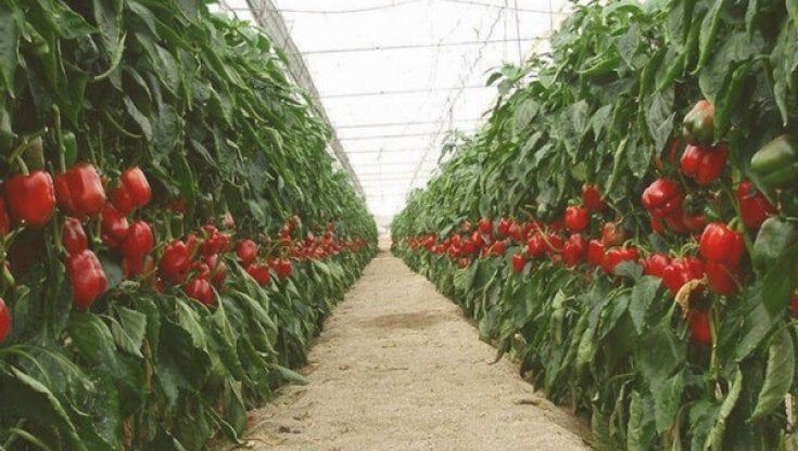 Un biostimolante contro la siccità in aiuto a pomodori e peperoni