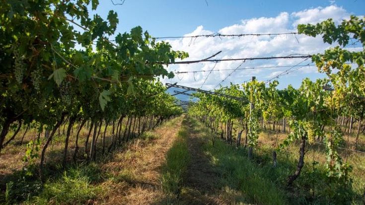 Vino, boom del fatturato per Bottega: l'azienda entra nella top5 di Mediobanca