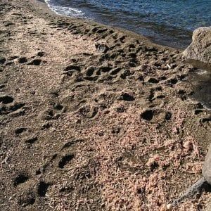 Migliaia di gamberetti morti su una spiaggia di Ischia: "Non li mangiate"