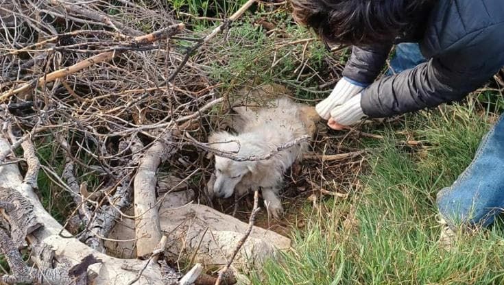 Cane randagio crivellato di pallini, è morto dopo essere stato lasciato agonizzante in campagna