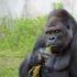 Giappone, tutte pazze per Shabani: il gorilla diventa una star