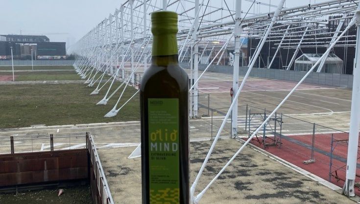 Arriva l'olio made in Expo: ulivi, melograni e cachi a chilometro zero nell'area Mind