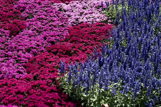 Tutti pazzi per fiori e piante: Ipomea, il fascino della natura conquista Ischia