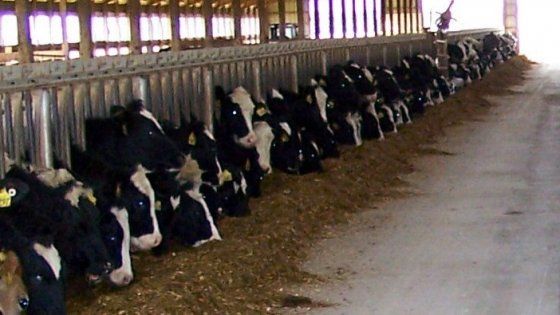 Dagli allevamenti intensivi arriva il 20 per cento dei gas serra