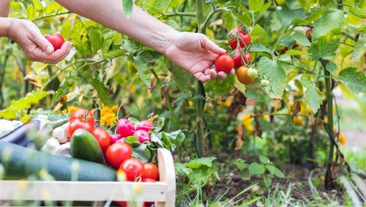 Fiducia ai minimi in agricoltura, mai così bassa nemmeno durante il Covid: tra le cause, l'aumento dei costi di energia e materie prime
