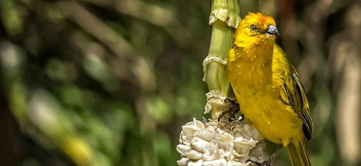 Amazzonia bersaglio dei bracconieri