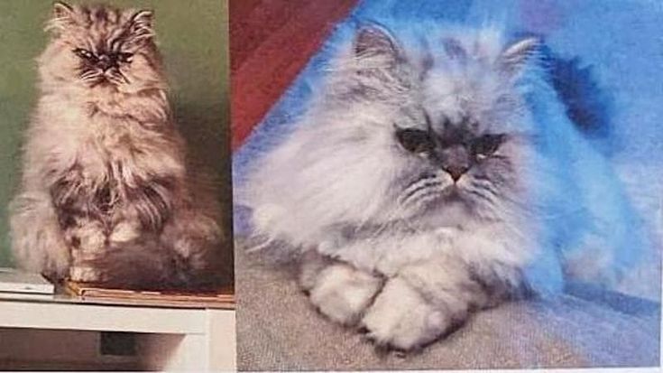 Cercasi Dante disperatamente, a Gallipoli smarrito il gatto di due turisti americani: “Aiutateci”