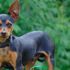 Jago, il cane conteso e giudicato dal tribunale come una 