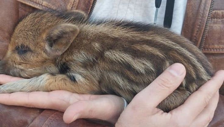 Cucciolo di cinghiale salvato dal Wwf a Martina Franca: era sul ciglio della statale