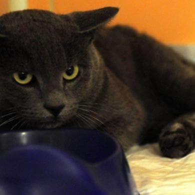 Il gatto, il pipistrello e quel morbo mai visto che spaventa Arezzo