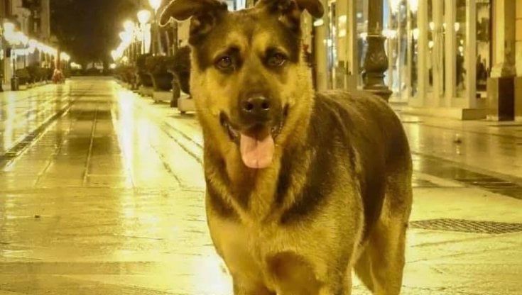 A Taranto Max finisce in canile ma una rivolta social porta il sindaco a liberarlo: "E' autorizzato a girare nel quartiere"