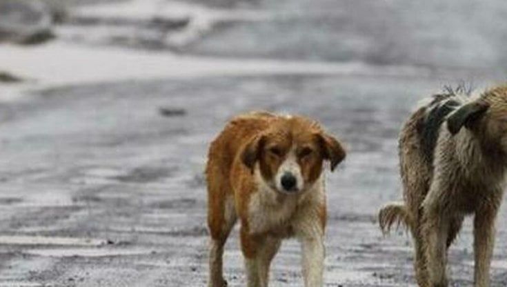 Parma, raccolta fondi per le cure veterinarie. Il Comune: "Contro l'abbandono sosteniamo chi non riesce a pagare" 