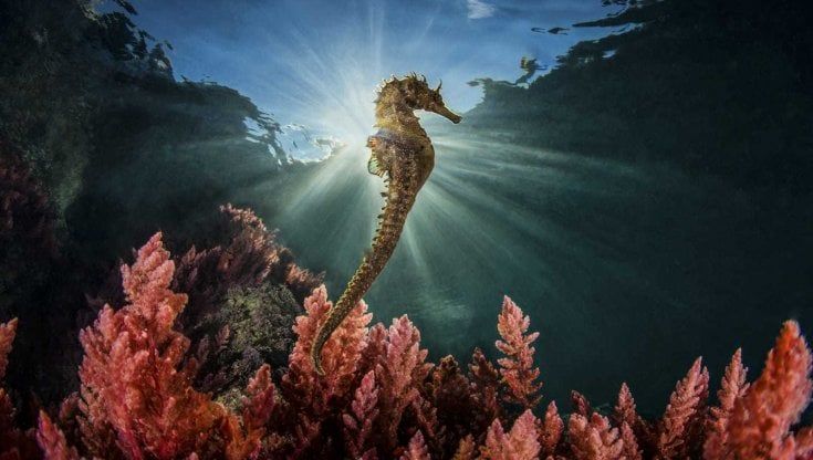 Il cavalluccio marino baciato dal sole, l'Area marina protetta Punta Campanella vince il premio "Obiettivo Mare"