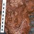 Dall'uovo di dinosauro le prove di una nuova specie di giganti