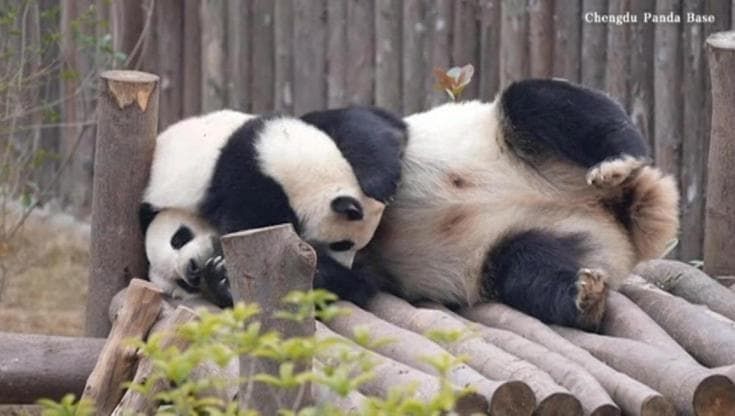 Coccole, morsi e capriole: il cucciolo di panda fa di tutto pur di svegliare mamma