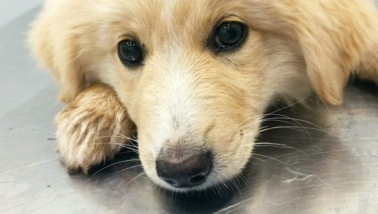 Parmense, morto il cane avvelenato con l'antigelo: si aggrava la posizione del vicino di casa