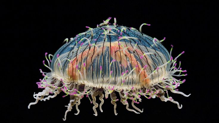 In equilibrio sulla vita: meraviglie dal pianeta Terra