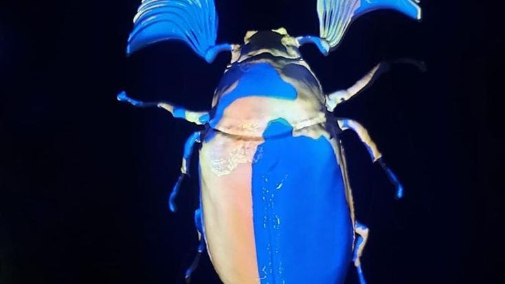 Alla Specola in mostra i coleotteri, piccoli “guardiani” degli ecosistemi