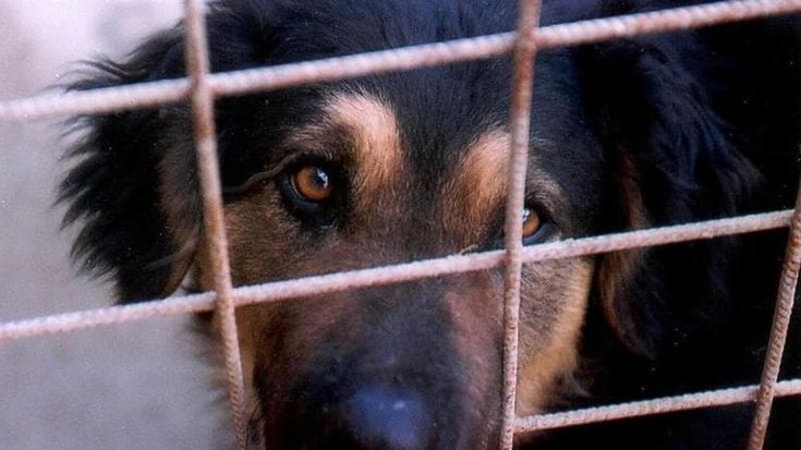 Rischio incendi, in Toscana è vietato tenere i cani alla catena