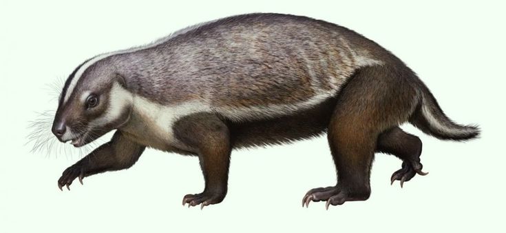 Cerchi un fossile, scopri un mammifero