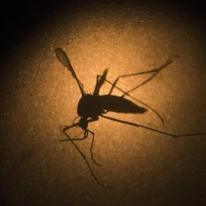 Chikungunya, salgono a 64 i casi nel Lazio. L'Oms: "Non si escludono nuovi contagi"