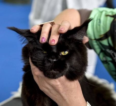 I gatti più belli del mondo sfilano a Pesaro