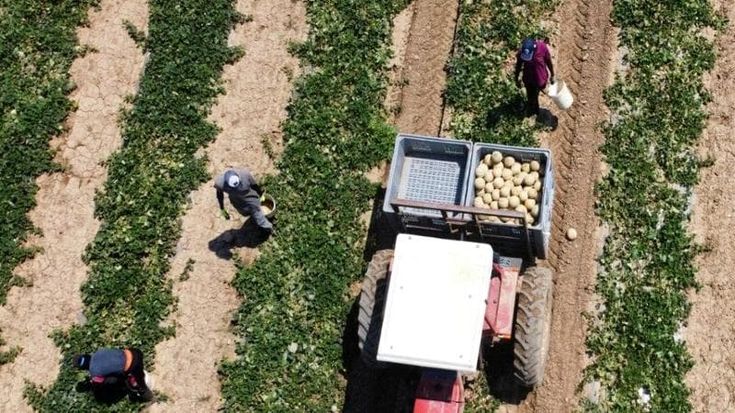 Mancano gli operai, a rischio la raccolta di frutta e verdura